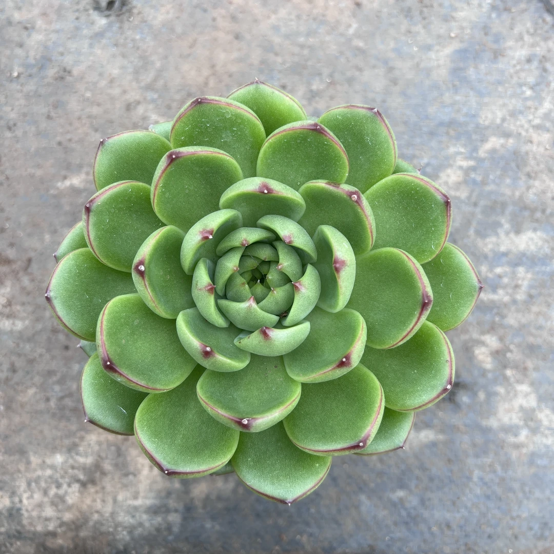 月亮石多肉植物王小二多肉阳台露台绿植植物栽种养护带盆土发货