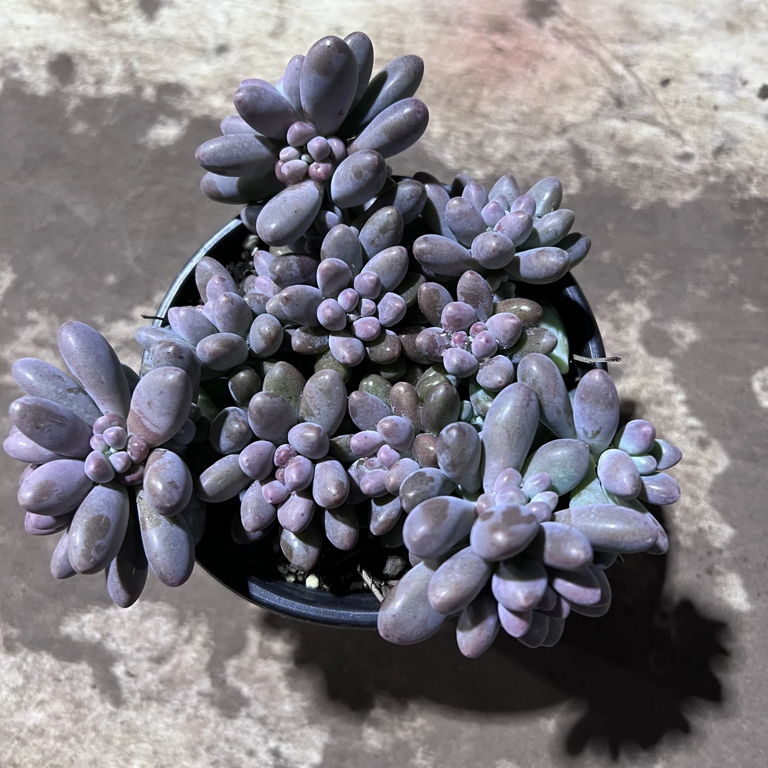 星黛露多肉植物 王小二多肉阳台露台绿植植物栽种养护带盆土发货