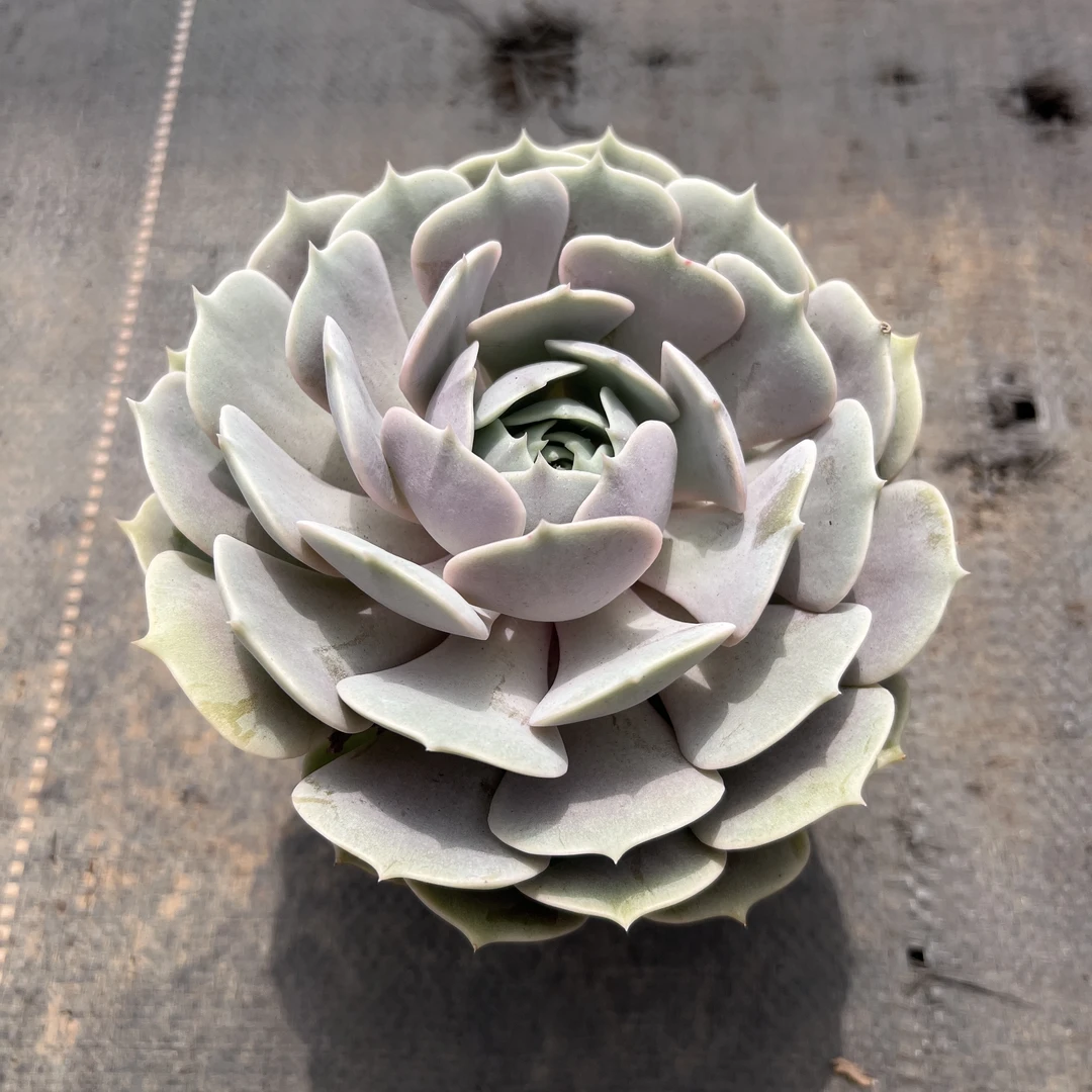 粉蝶多肉植全场 多肉任意满两单及也上包邮发货 带基地原盆原土