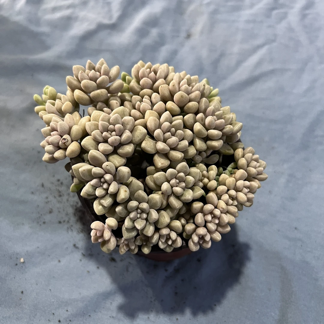 丸叶姬秋丽  全场多肉任意满两单及也上包邮发货 带基地原盆原土