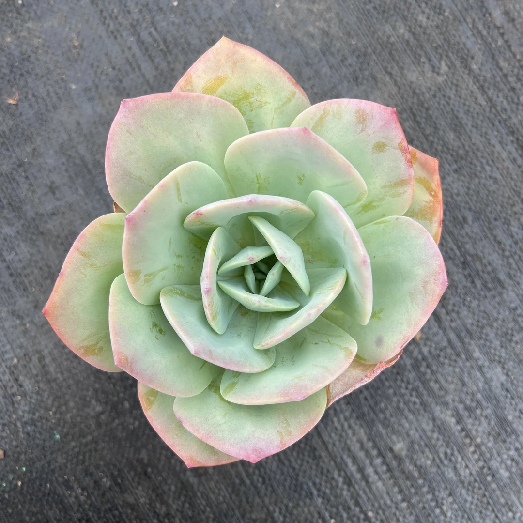 王小二多肉 白凤12杯冠幅10-12厘米多肉植物带基地原盆原土发货