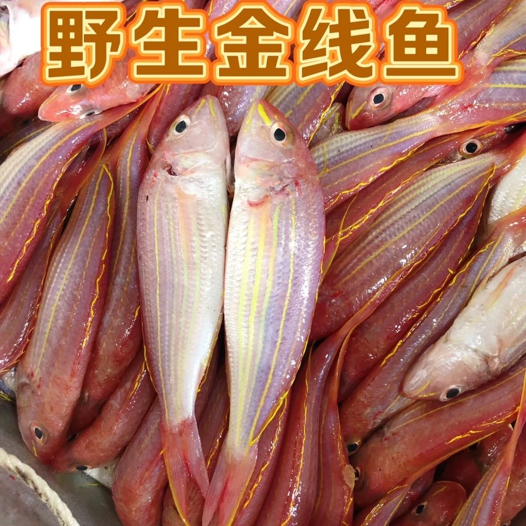 广东新鲜金丝鱼海鲜礼盒套餐【1斤3/4条4斤15条左右】