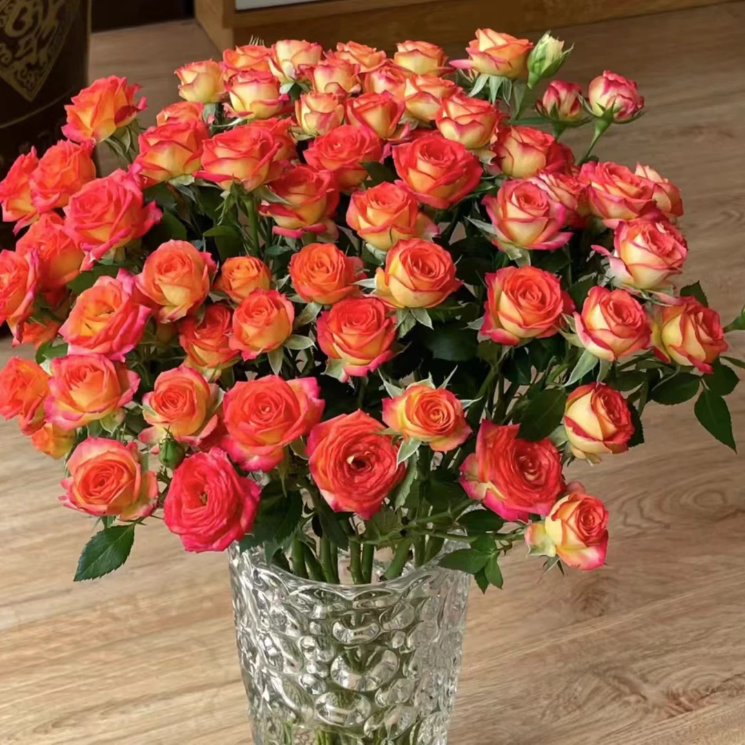 爱丽丝--多头玫瑰（收到第一时间醒花）