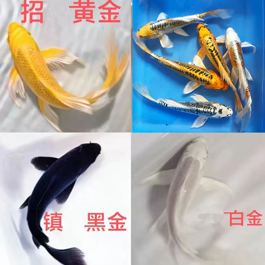 锦鲤淡水观赏鱼好养纯种黄金白金黑金庭院活体鱼