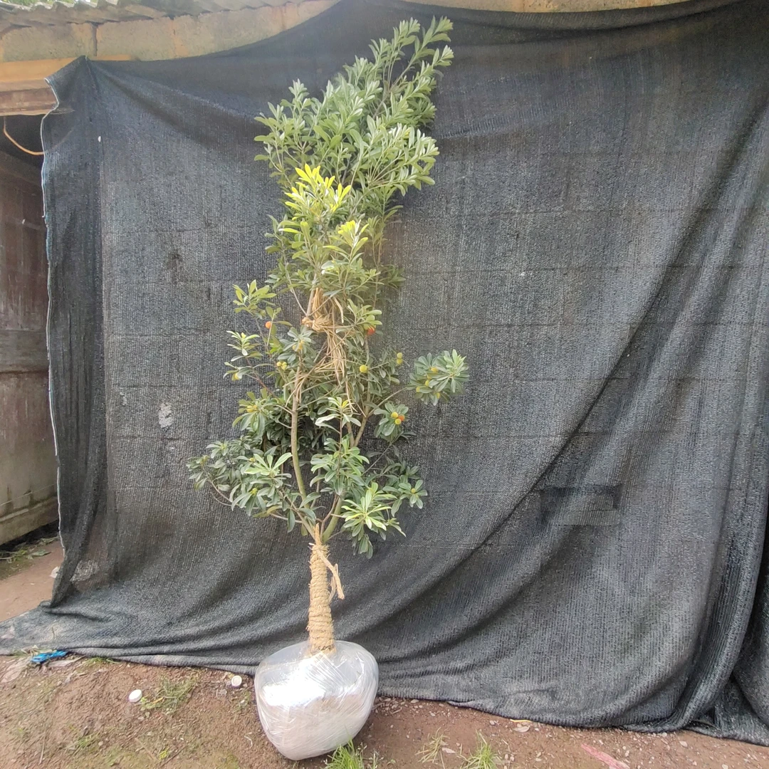 花园植物绿植花卉