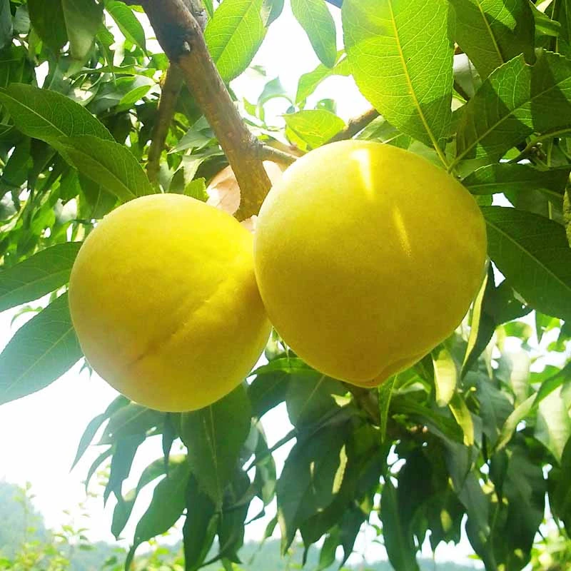 桐柏黄桃黄金蜜桃桃园产地直发5斤包邮