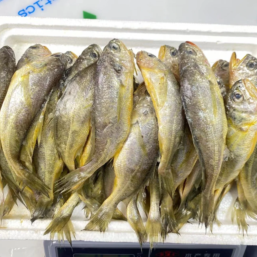 4斤(同城鲜发)大连渤海湾鲜嫩纯小黄花鱼大小混装装新鲜速冻发货