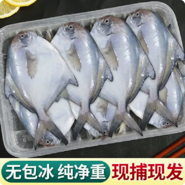 【4包500g/包】连云港野生银鲳鱼新鲜白鲳速冻发货非冷库货4条/斤