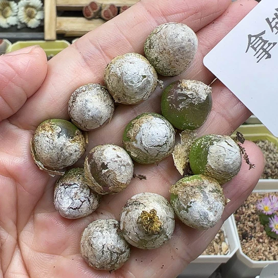 1031013/拿铁多肉植物馆