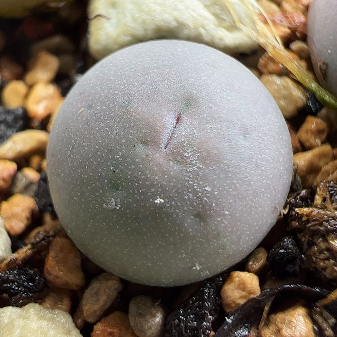 434V嘴———————————————