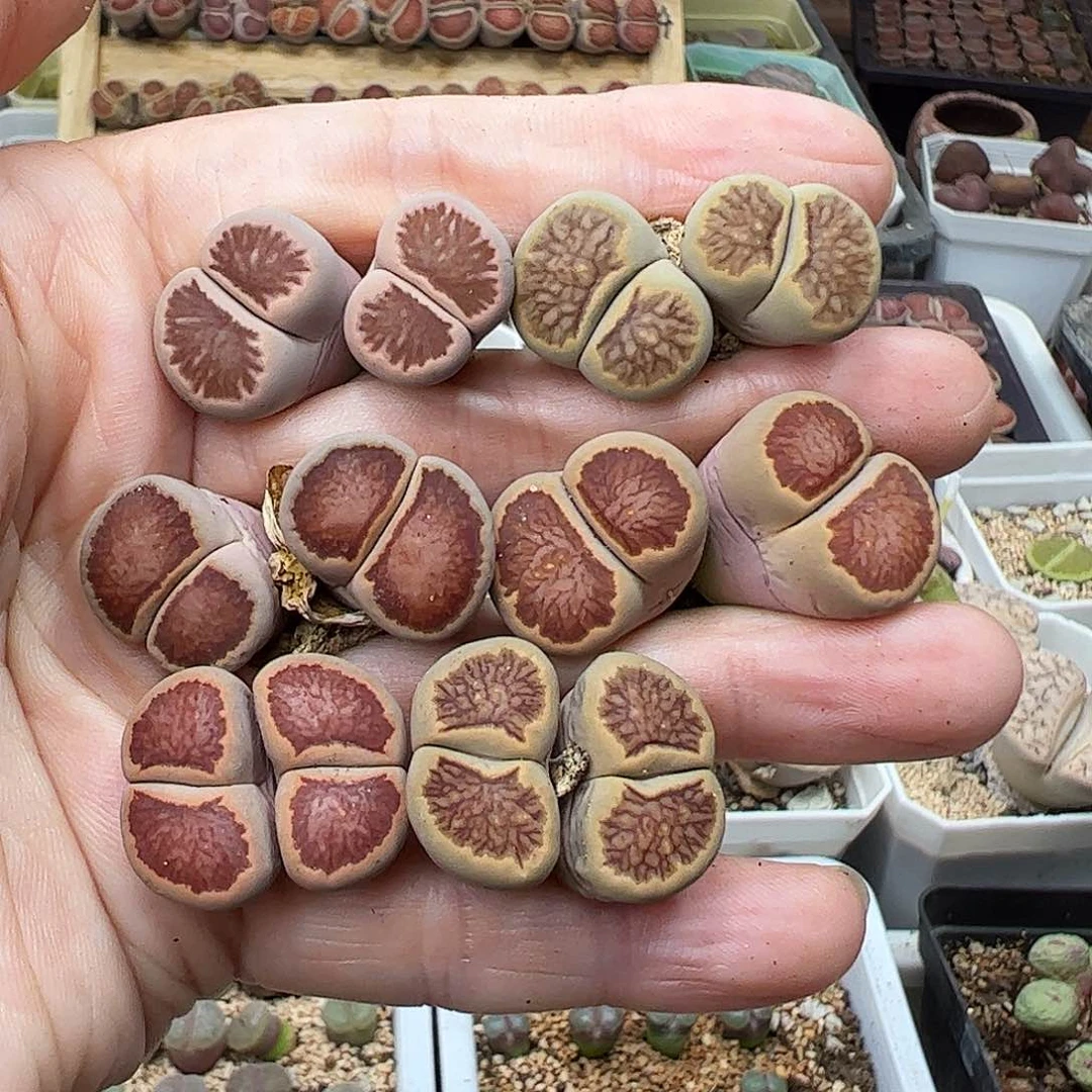 福利双头菊…………………………………