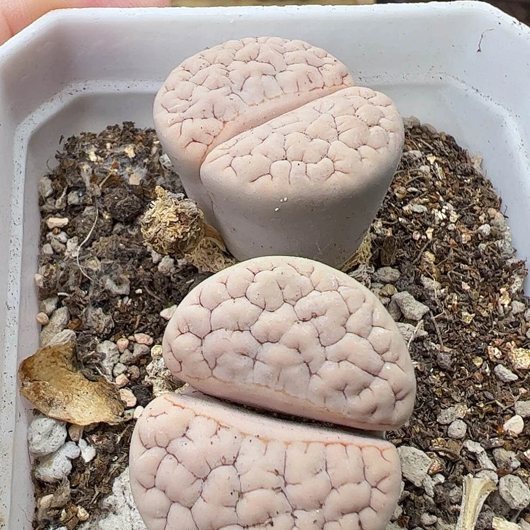荒玉母本带盆发………………………