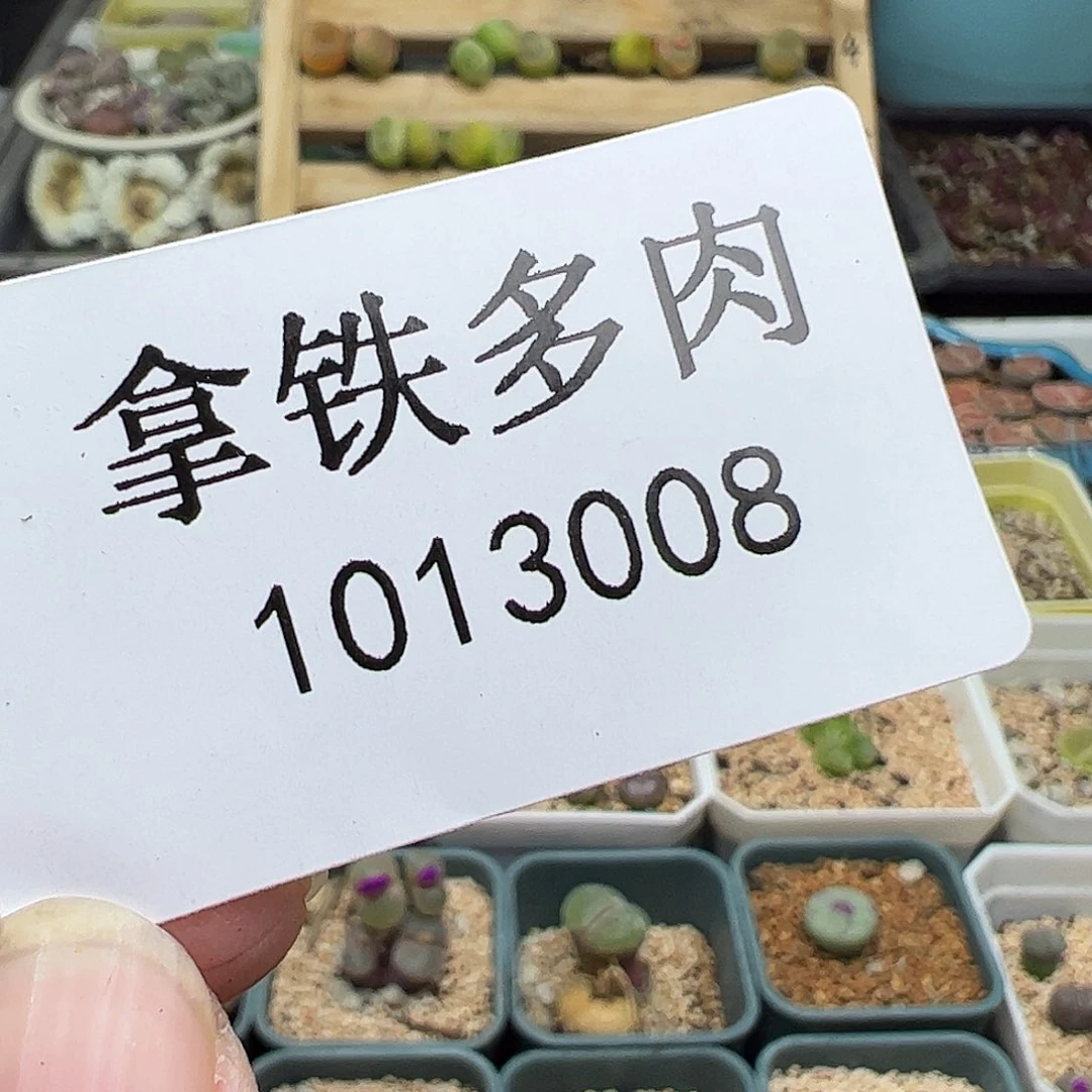 ?***?1013008/拿铁多肉植物馆