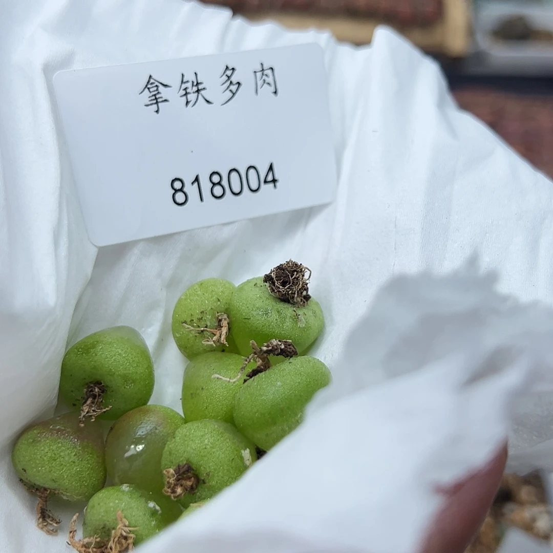 核***鱼818004/…………………………………