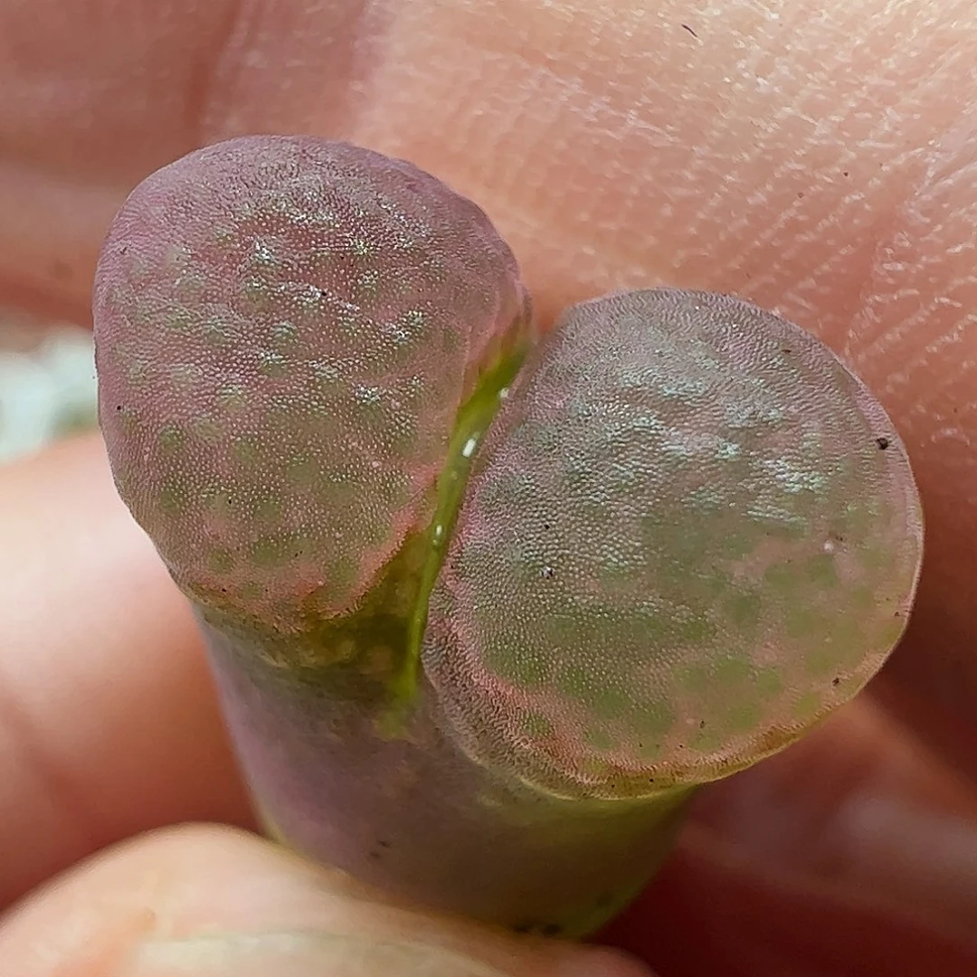 粉樱2号………………………………………