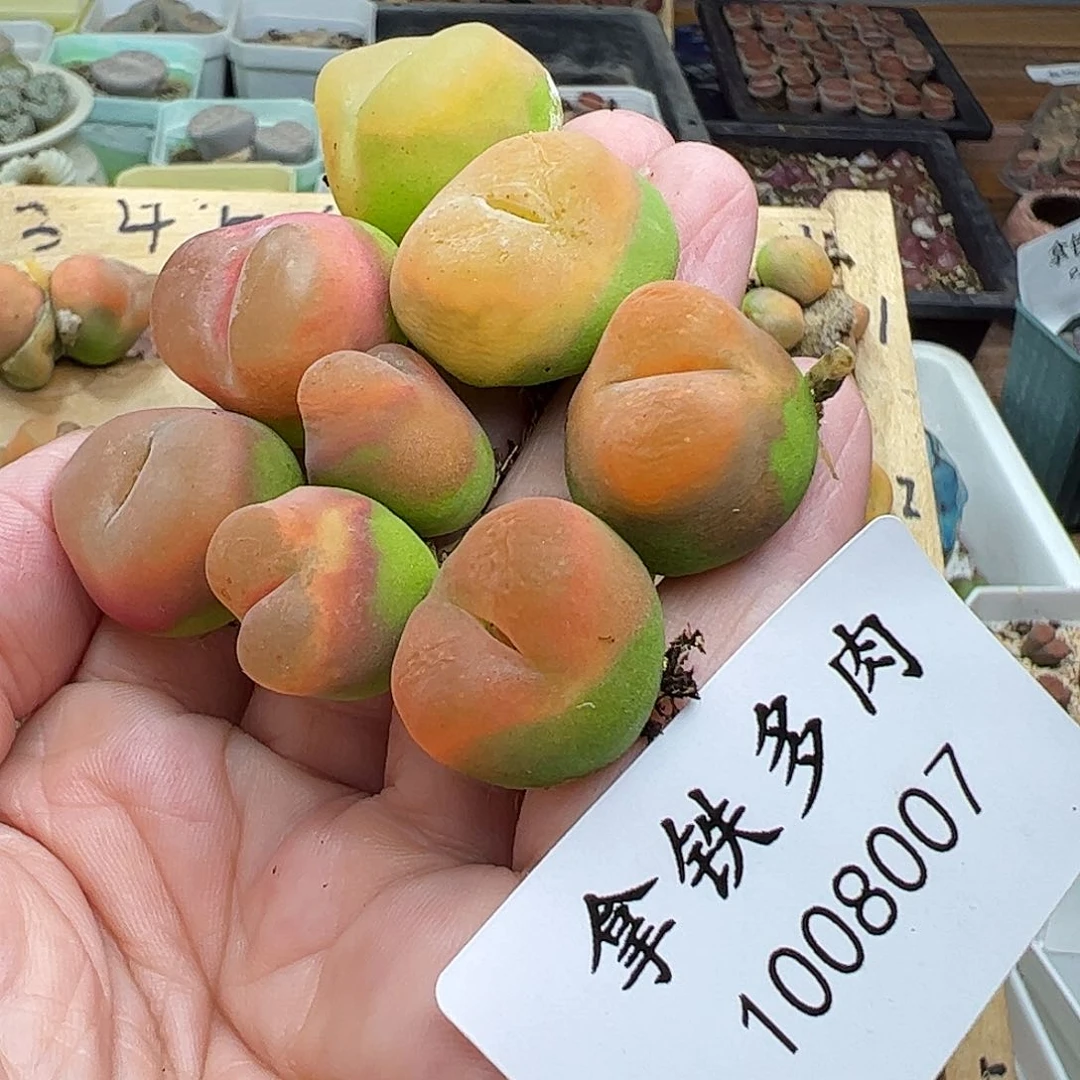 星***泡1008007/拿铁多肉植物馆
