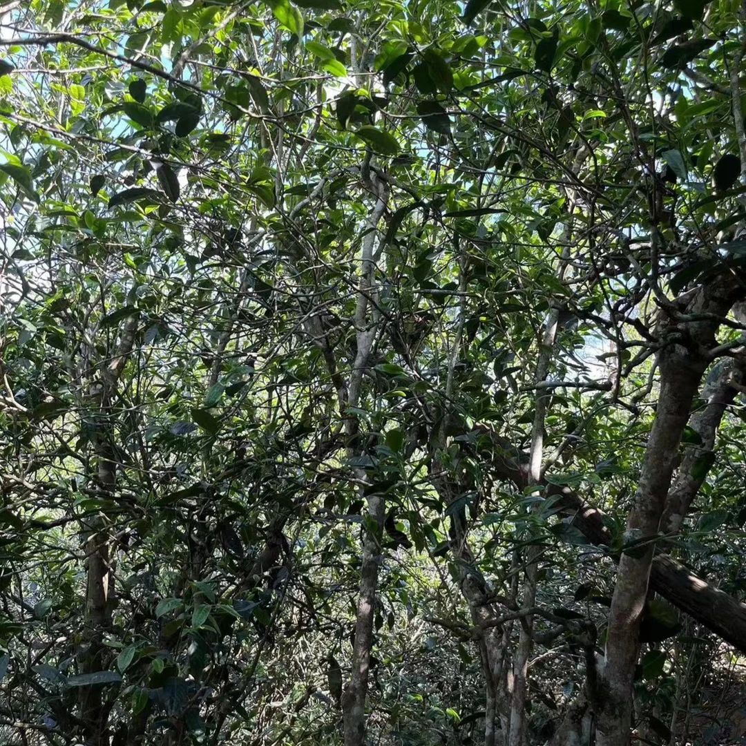 【2023头春古树】昔归忙麓正山 藤条古树单株普洱茶生茶散装茶叶