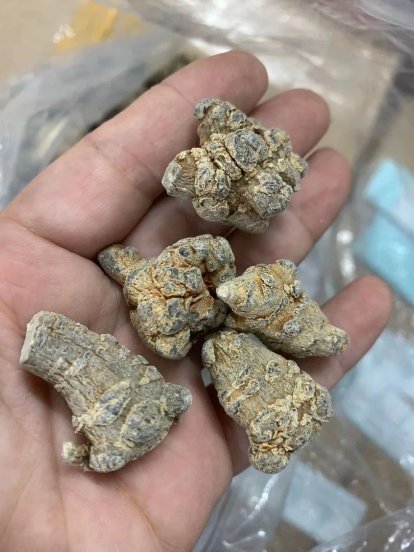 【三三】田七 参250g