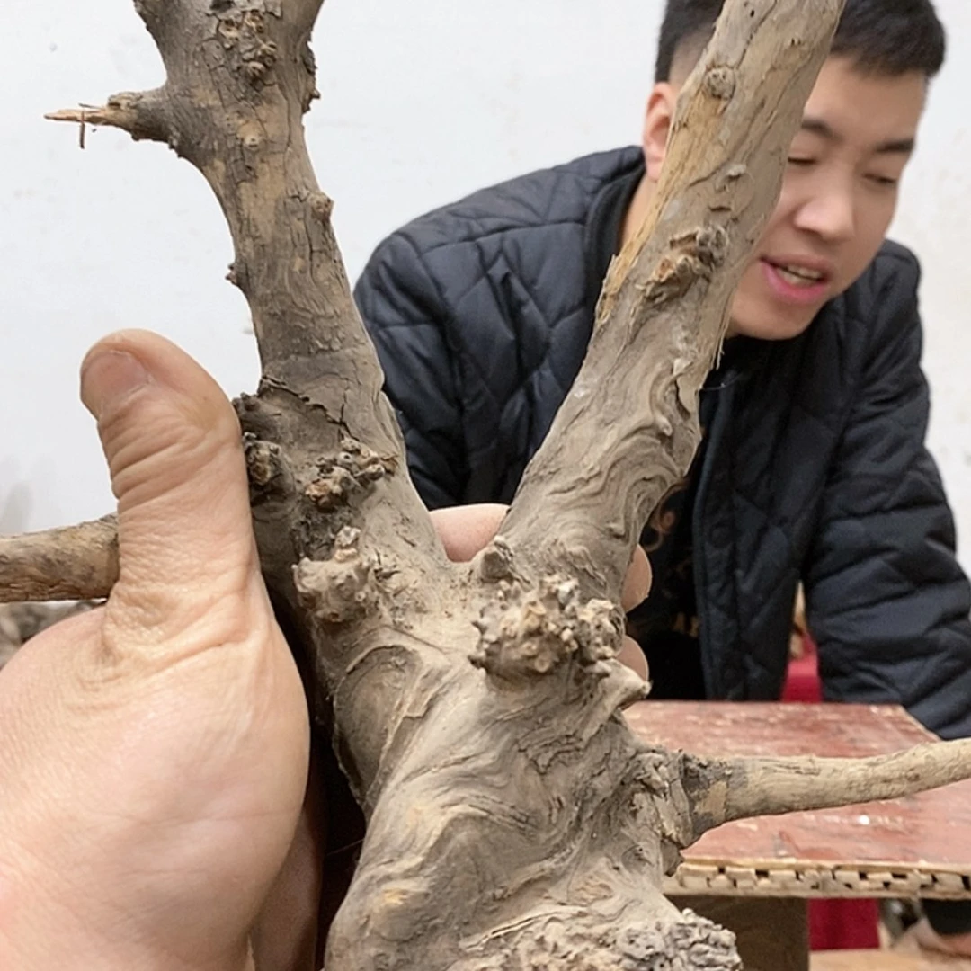 【闪购商品】柏木特*特