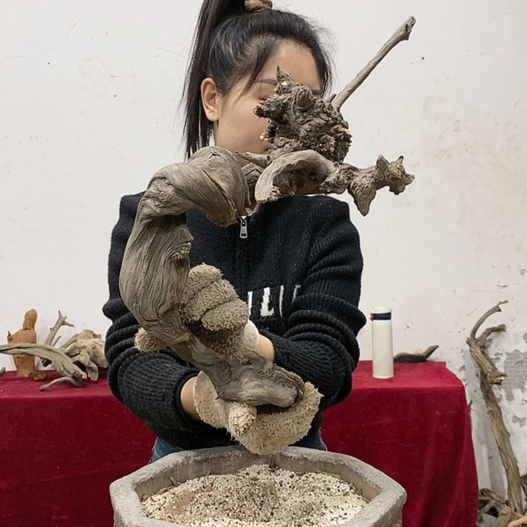 【闪购商品】柏木春****节