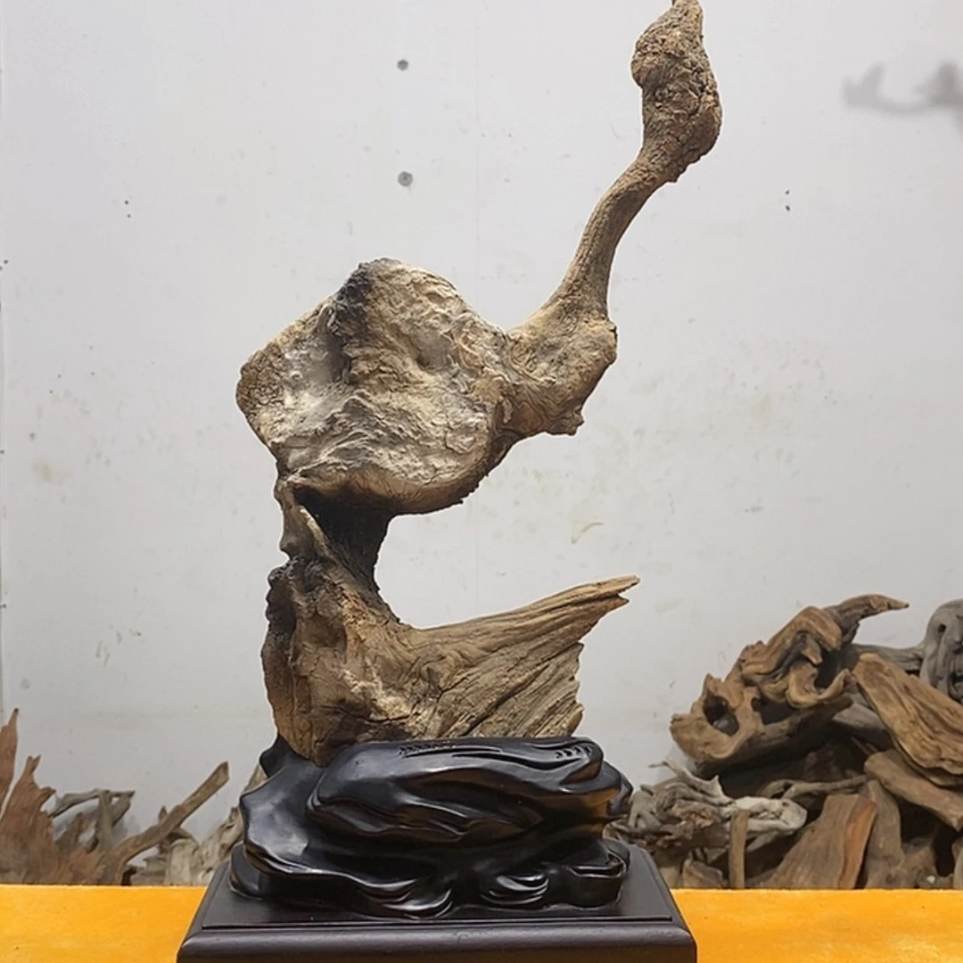 【闪购商品】柏木诚**恒