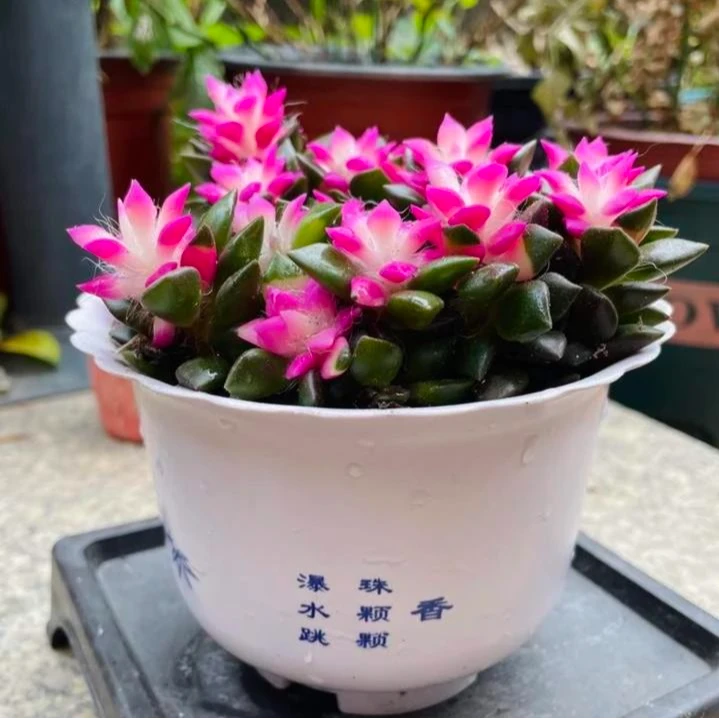 吹雪之松  云南精控精品多肉植物（全场两单包邮）带盆