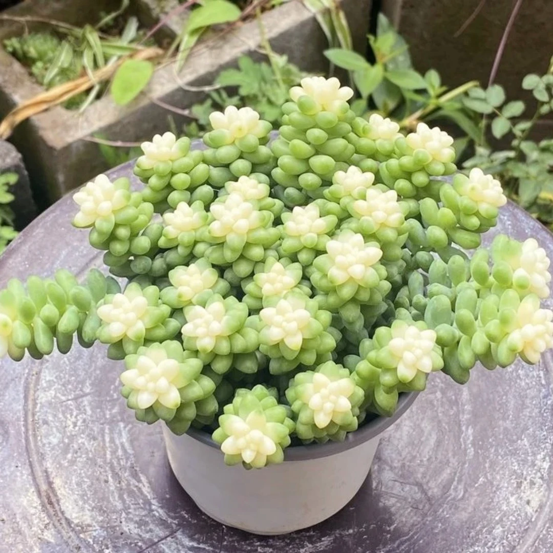 雪花玉缀  云南精控精养精品多肉植物（全场两单包邮）带盆