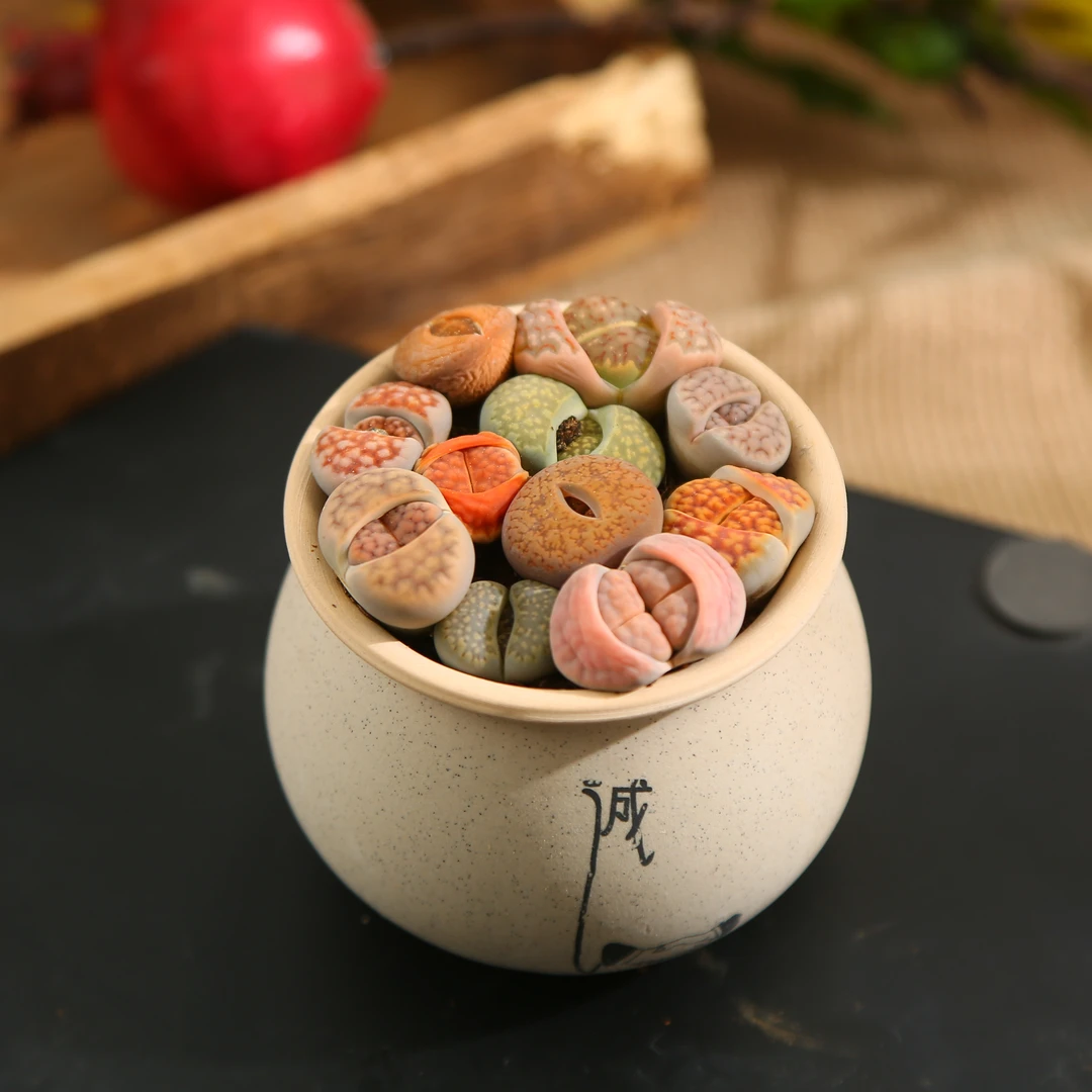 生石花 云南精控精养精品多肉植物（全场两单包邮）带盆