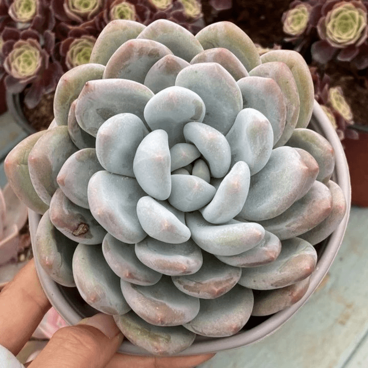 香水（多肉植物任意两单包邮） 云南精控精养精品多肉植物