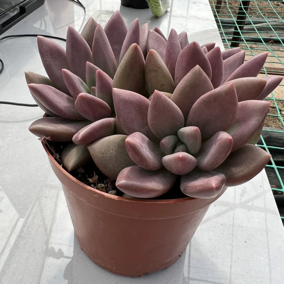 桃花源（全场两单包邮）云南精控精养精品多肉植物 带盆