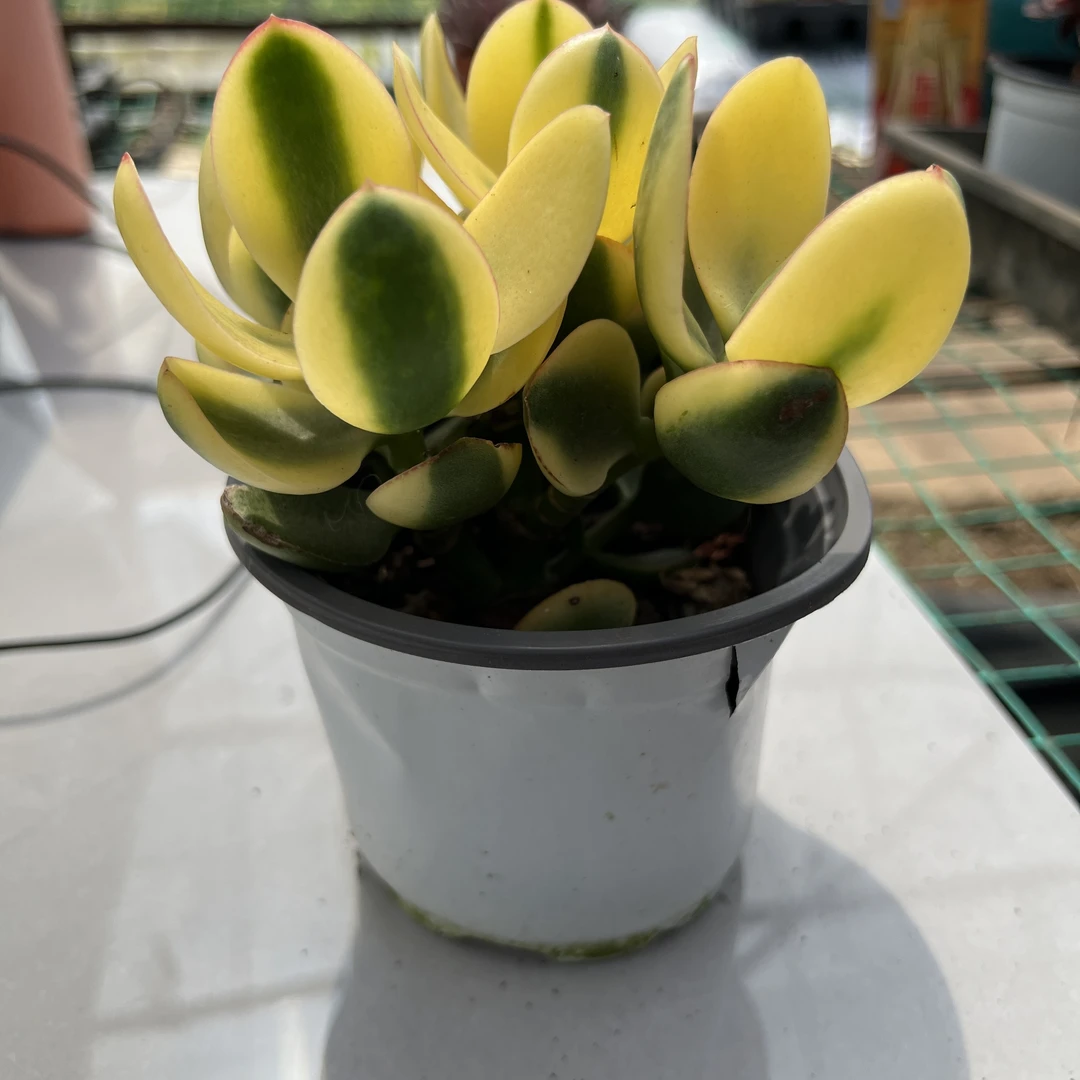 新花月锦（全场两单包邮）云南精控精养精品多肉植物 带盆