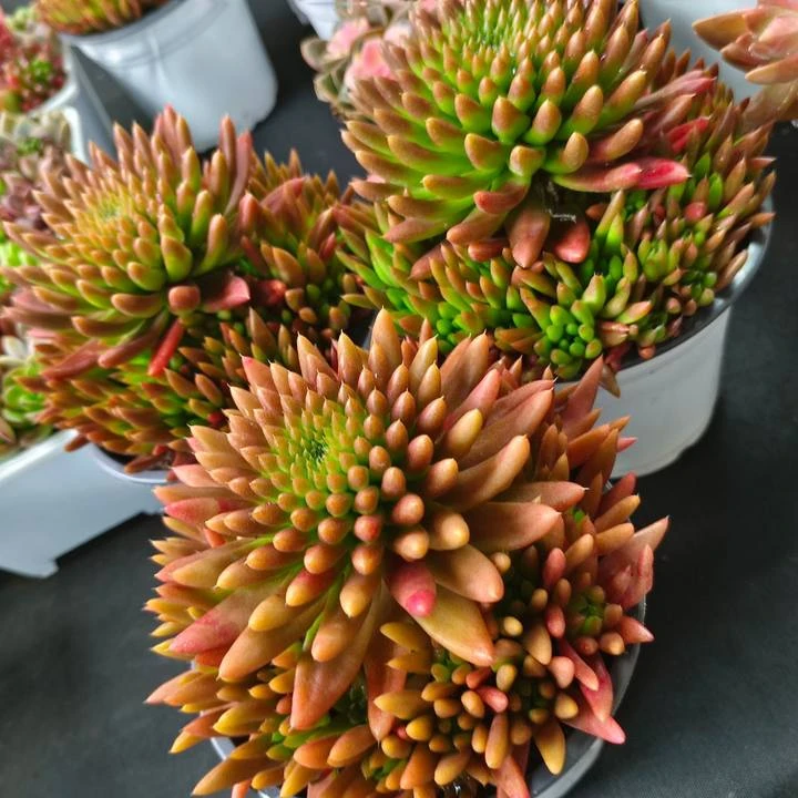 风火轮  云南精控精养精品多肉植物  （全场两单包邮）带盆