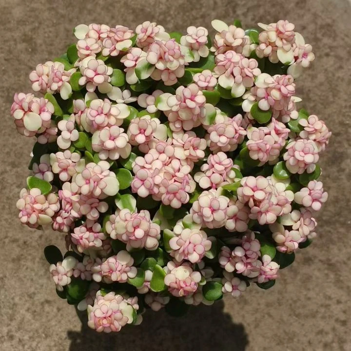 金枝玉叶   云南精品多肉植物（全场两单包邮）带盆