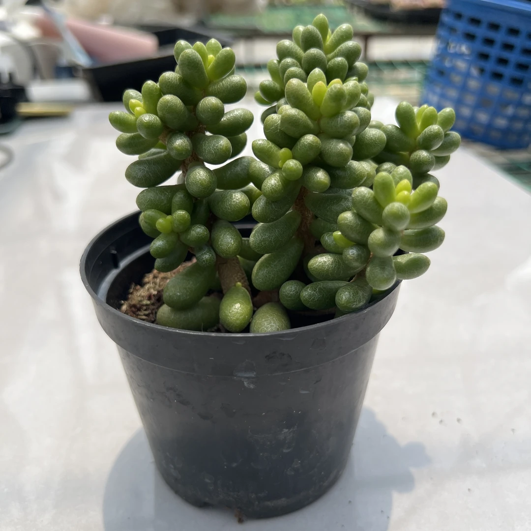 绿龟之卵多头（全场两单包邮）云南精控精养精品多肉植物 带盆