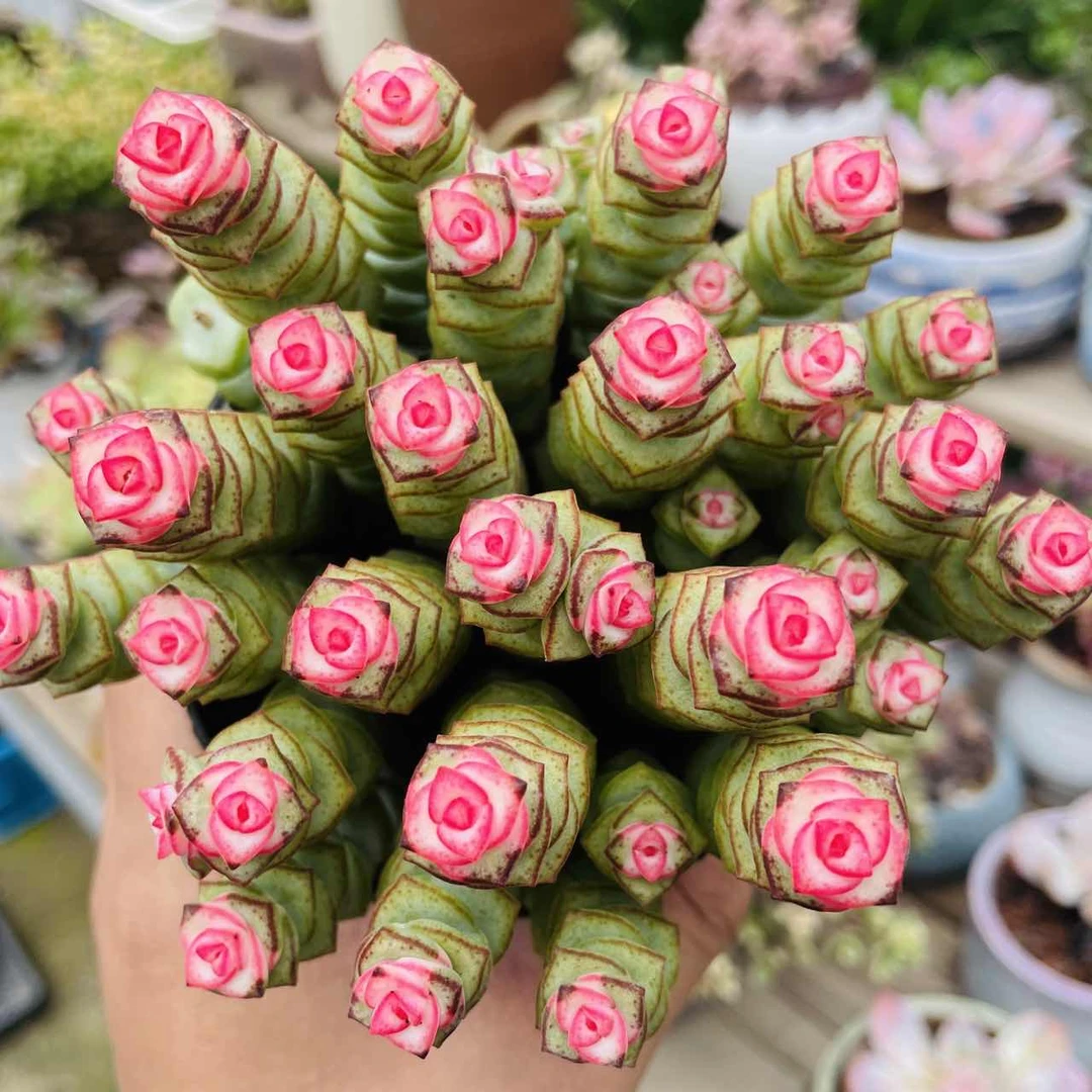 钱多多  云南精控精养精品多肉植物  （全场两单包邮）带盆