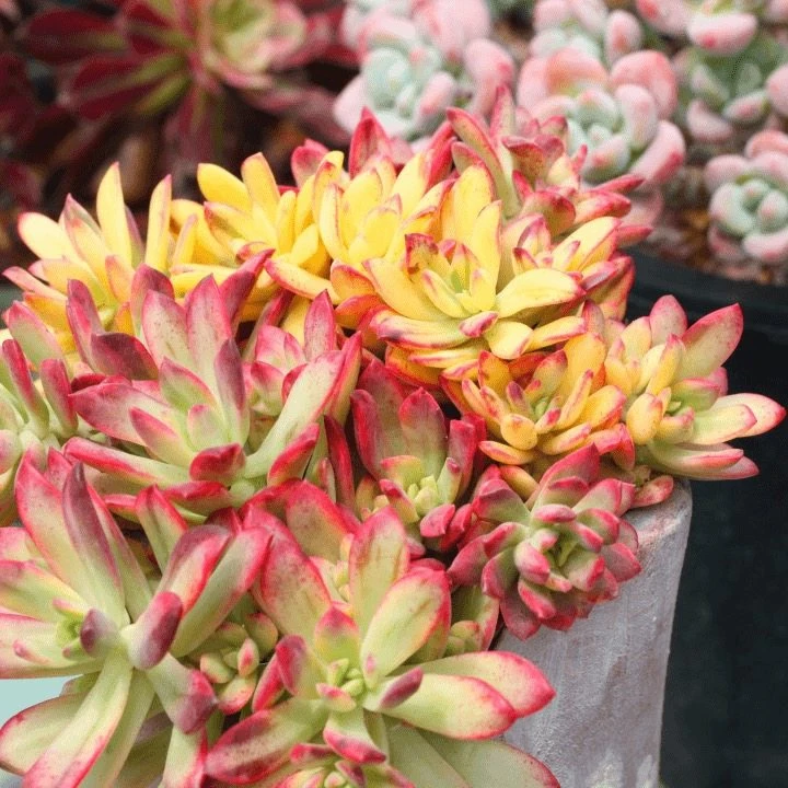 120#小叮当锦  云南精控精养精品多肉植物（全场两单包邮）带盆