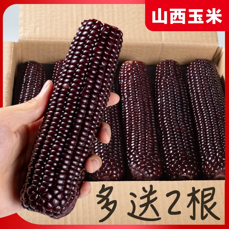 肆禧芝10根 黑糯玉米真空包装粘糯紫微甜单根180-220g 可试吃2根