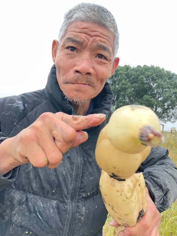 自家种无化肥短节带泥莲藕藕尖，适合清炒，酸辣藕，凉拌包饺子
