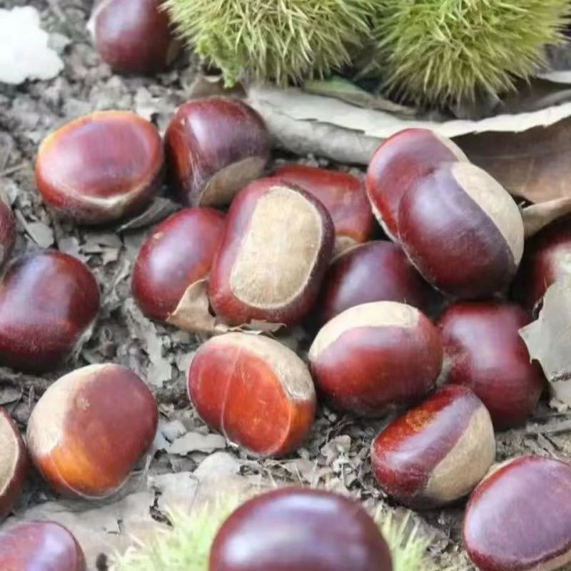 贵州赫章板栗野生板栗五斤送一斤,到手6斤