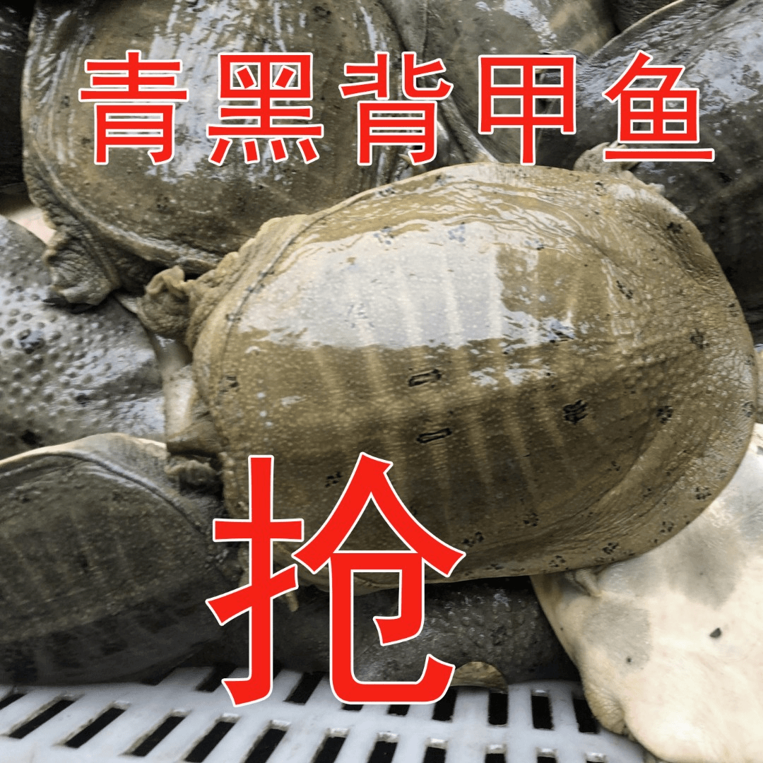 509（2只共3.8-4.2斤）单只1.8-2.1斤青黑背 顺丰包邮 死了包赔