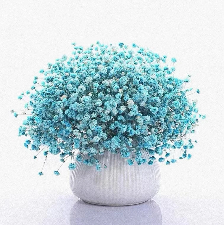 【新疆包邮】蓝色满天星一把新疆包邮