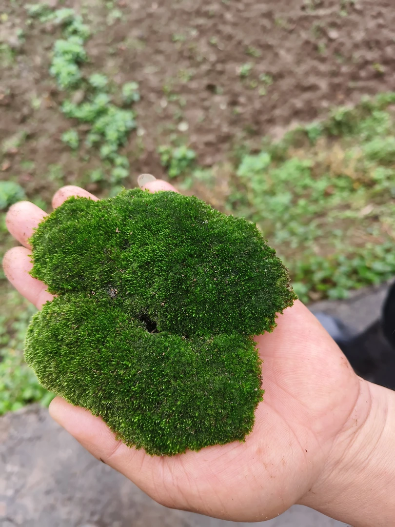 鲜活苔藓草皮微景观植物盆景盆栽鱼缸水草水陆缸假山草造景材料