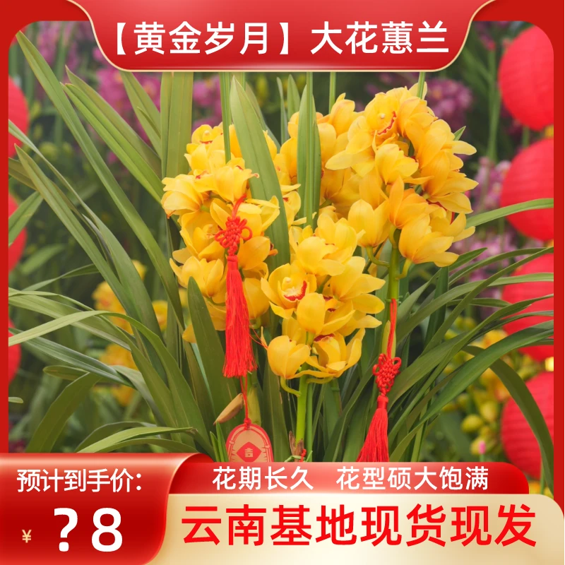 【福利】【黄金岁月】大花蕙兰年宵花冬天好养花卉轻微断枝掉苞不售后