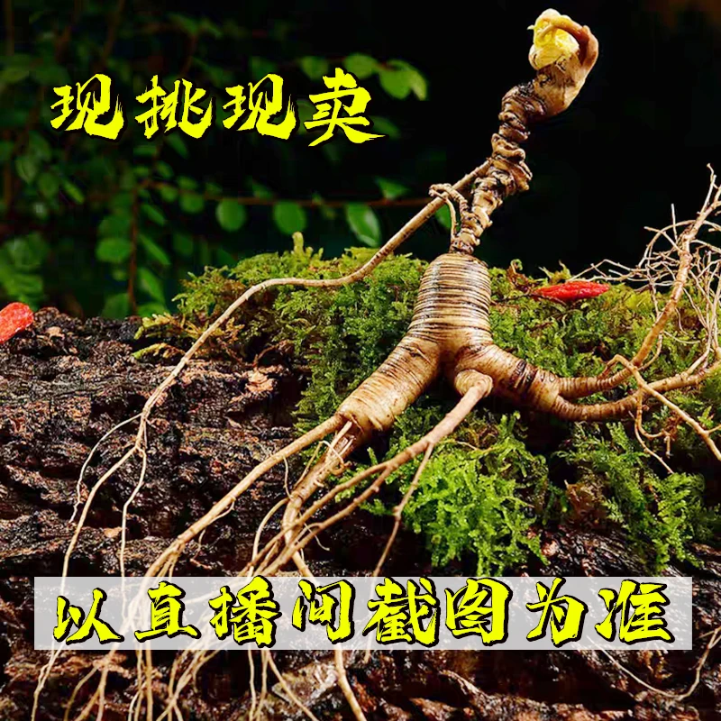 高货籽儿货100g人参煲汤泡酒泡水食用泡茶花【以直播间描述为主】