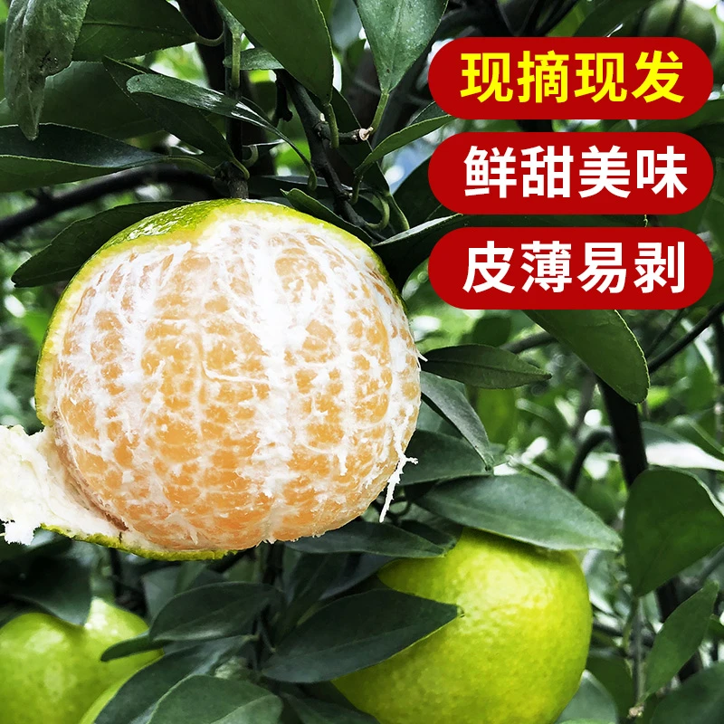 广西皇帝柑大果当季新鲜水果清甜蜜桔橘子沃贡柑青皮香甜整箱包邮
