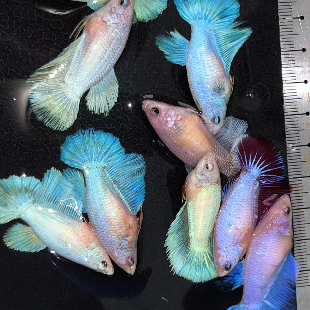 泰国斗鱼母鱼观赏鱼可群养抱卵繁殖半月母狮王将军大耳包活小鱼苗