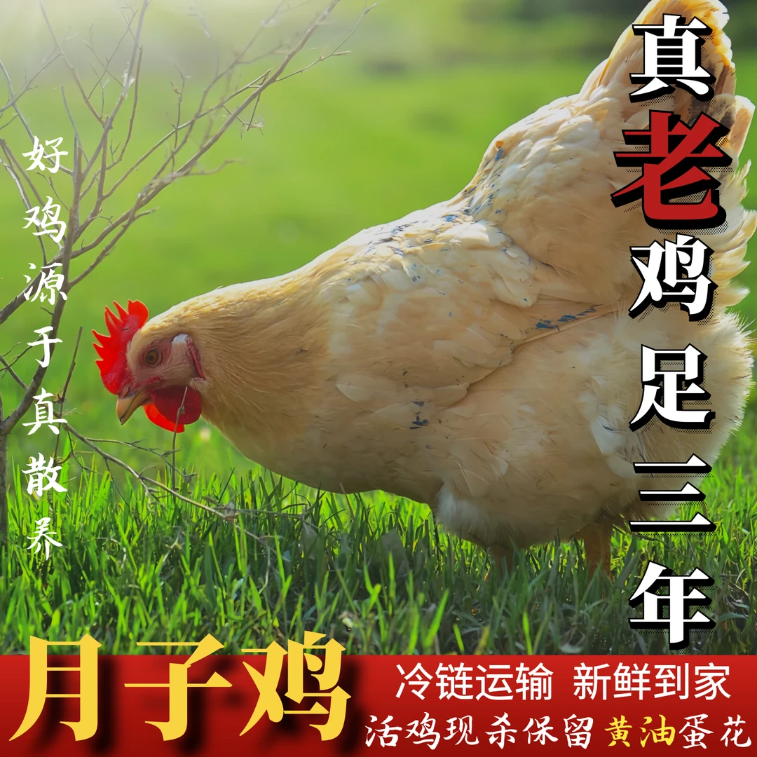 【喜宝家】放养三年黄油老母鸡 月子鸡 三只净重8-8.5斤