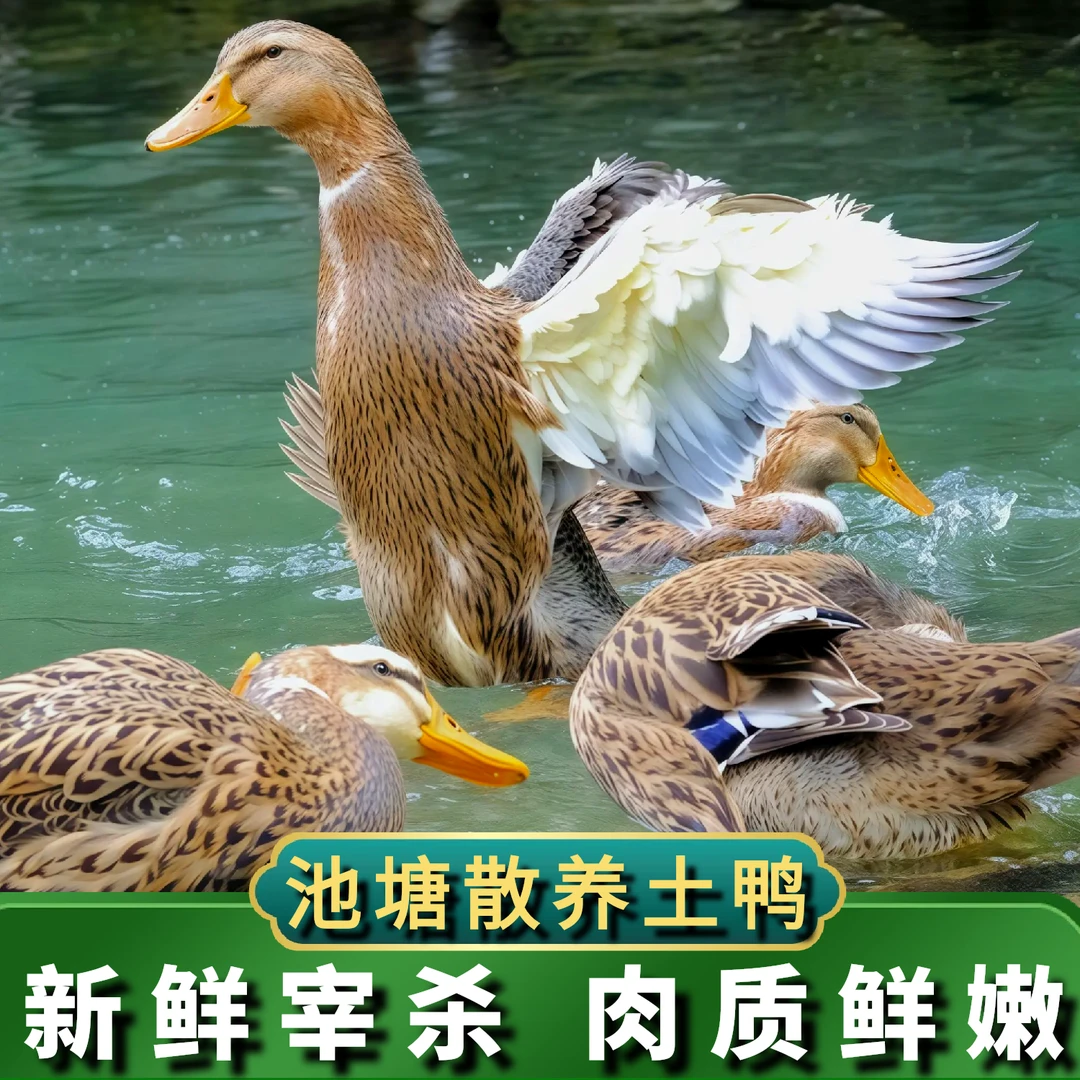 【喜宝家】 农户放养水鸭仔鸭2只净重7斤  非老鸭 净膛