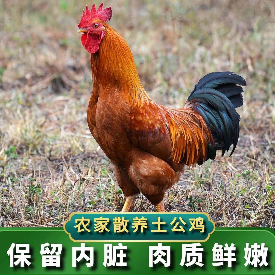 【喜宝家】放养黄脚公鸡肉质鲜嫩 单只毛重4斤净重2.8左右带内脏