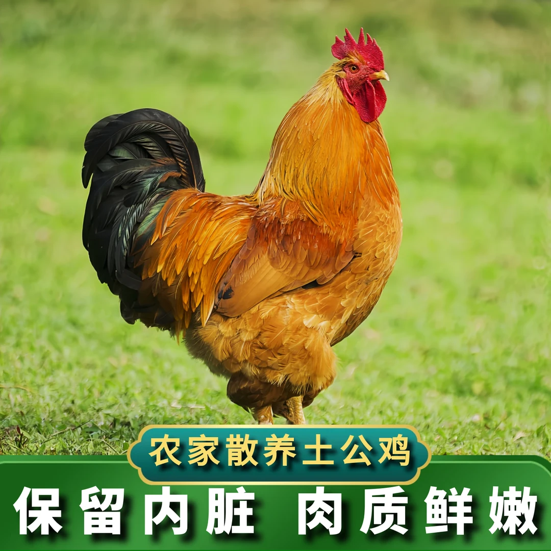 【喜宝家】放养黄脚公鸡肉质鲜嫩 单只毛重4斤净重2.8左右带内脏